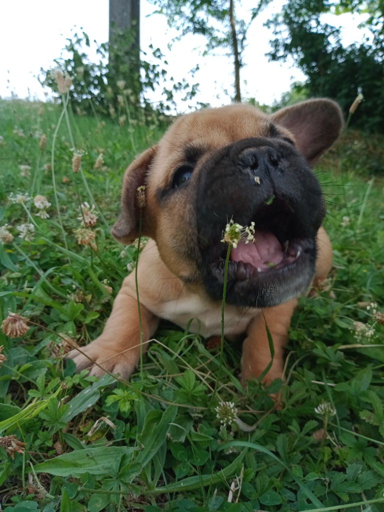 De La Source Wakanda - Chiots disponibles - Bouledogue français