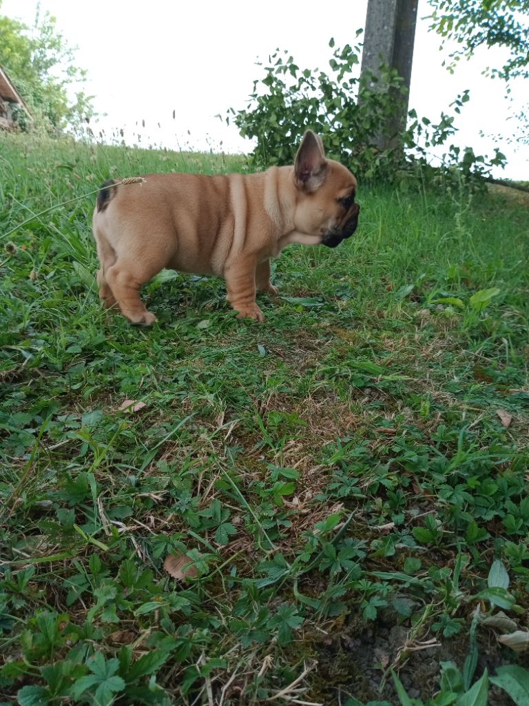 De La Source Wakanda - Chiots disponibles - Bouledogue français