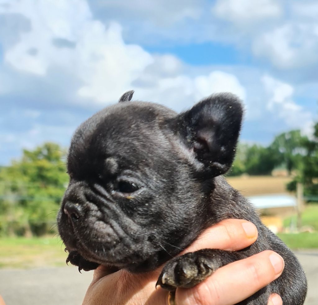 De La Source Wakanda - Chiots disponibles - Bouledogue français